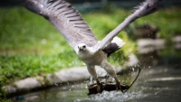 bird show6.jpg - SAFARI WORLD WITH TRANSFER | https://sabaigobangkok.com